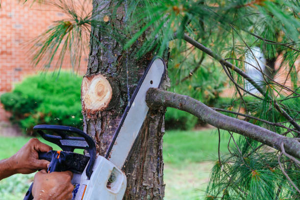 Best Hedge Trimming  in Visalia, CA